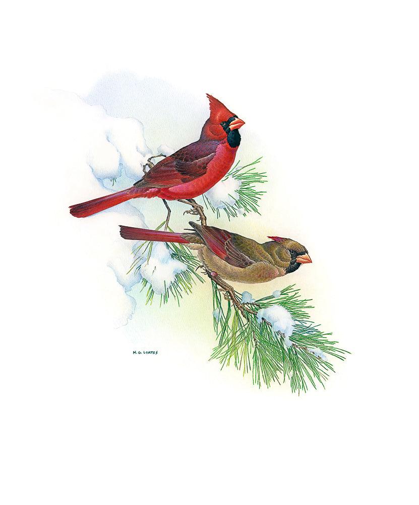Cardinals - Art Print | Artwork by Glen Loates
