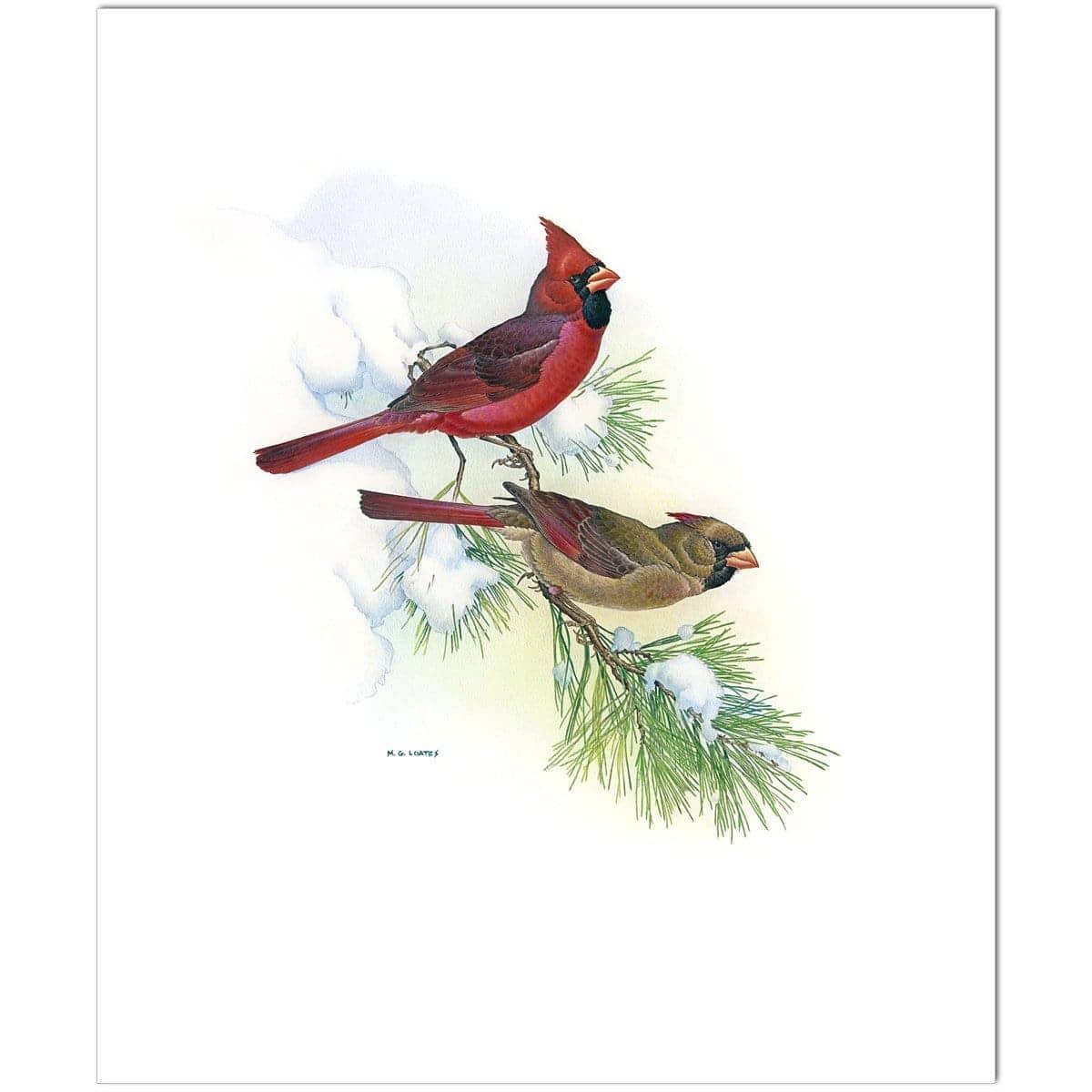Cardinals - Art Print | Artwork by Glen Loates