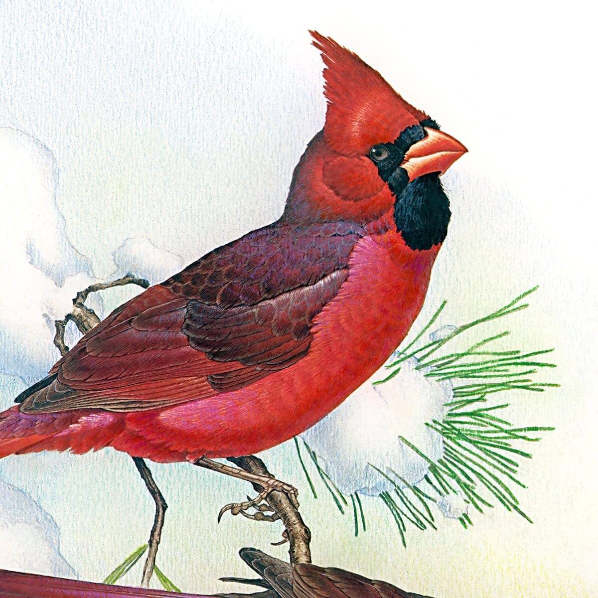 Cardinals - Tote Bag | Artwork by Glen Loates