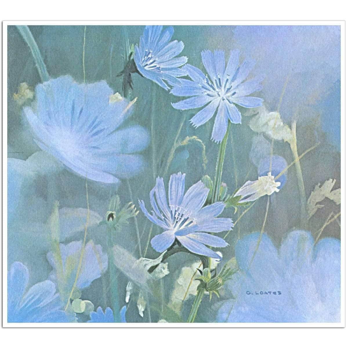 Chicories - Art Print | Artwork by Glen Loates