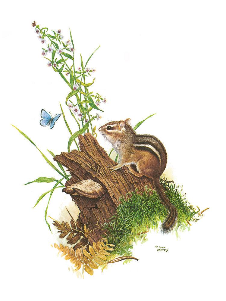 Chipmunk And Woodland Blue Butterfly - Art Print | Artwork by Glen Loates