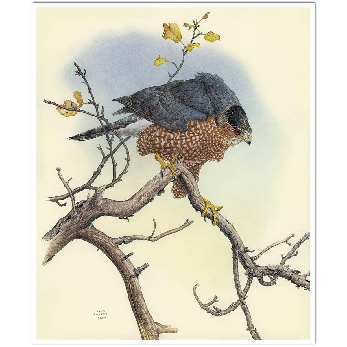 Cooper&#39;s Hawk - Art Print | Artwork by Glen Loates
