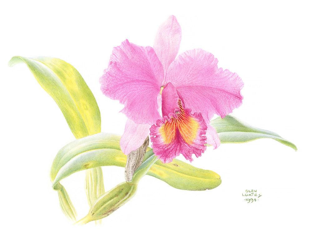 Crimson Cattleya Orchid - Canvas Print | Artwork by Glen Loates