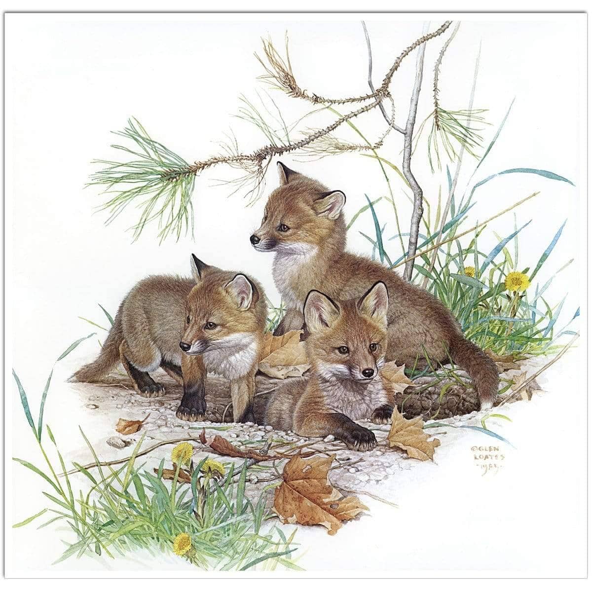 Fox Kits - Art Print | Artwork by Glen Loates