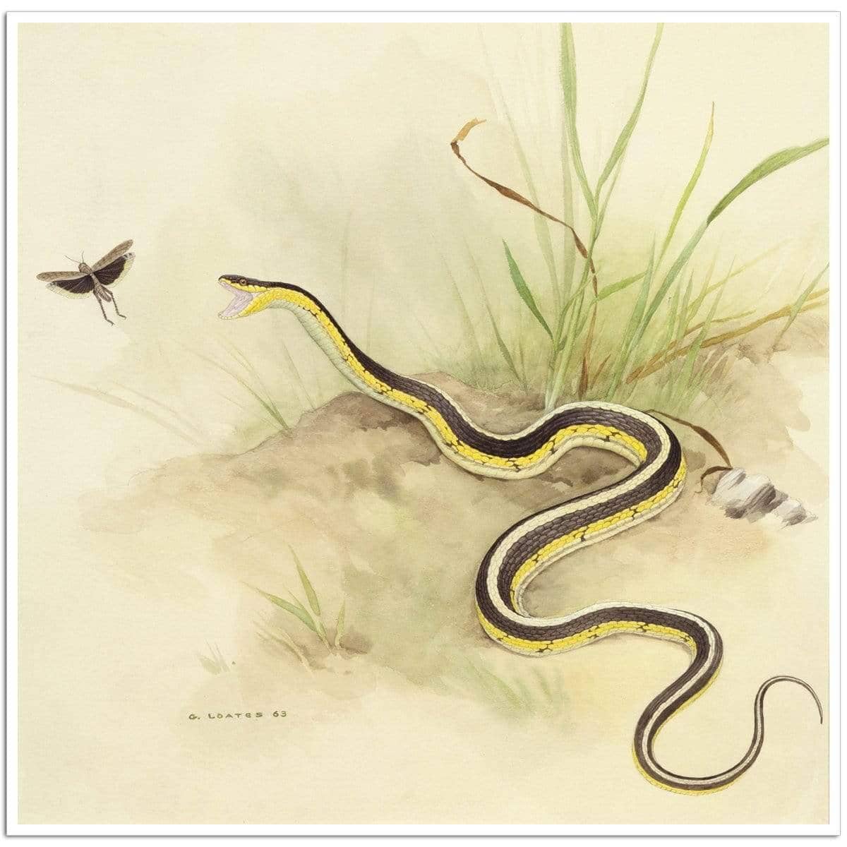 Garter Snake and Grasshopper - Art Print | Artwork by Glen Loates