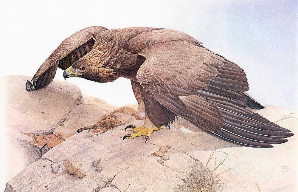 Golden Eagle - Canvas Print | Artwork by Glen Loates