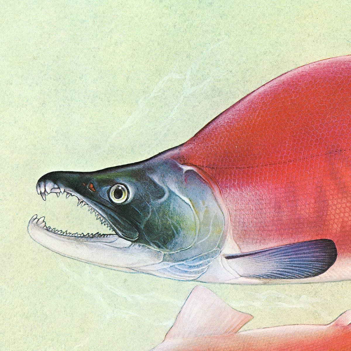 Kokanee Salmon - Canvas Print | Artwork by Glen Loates