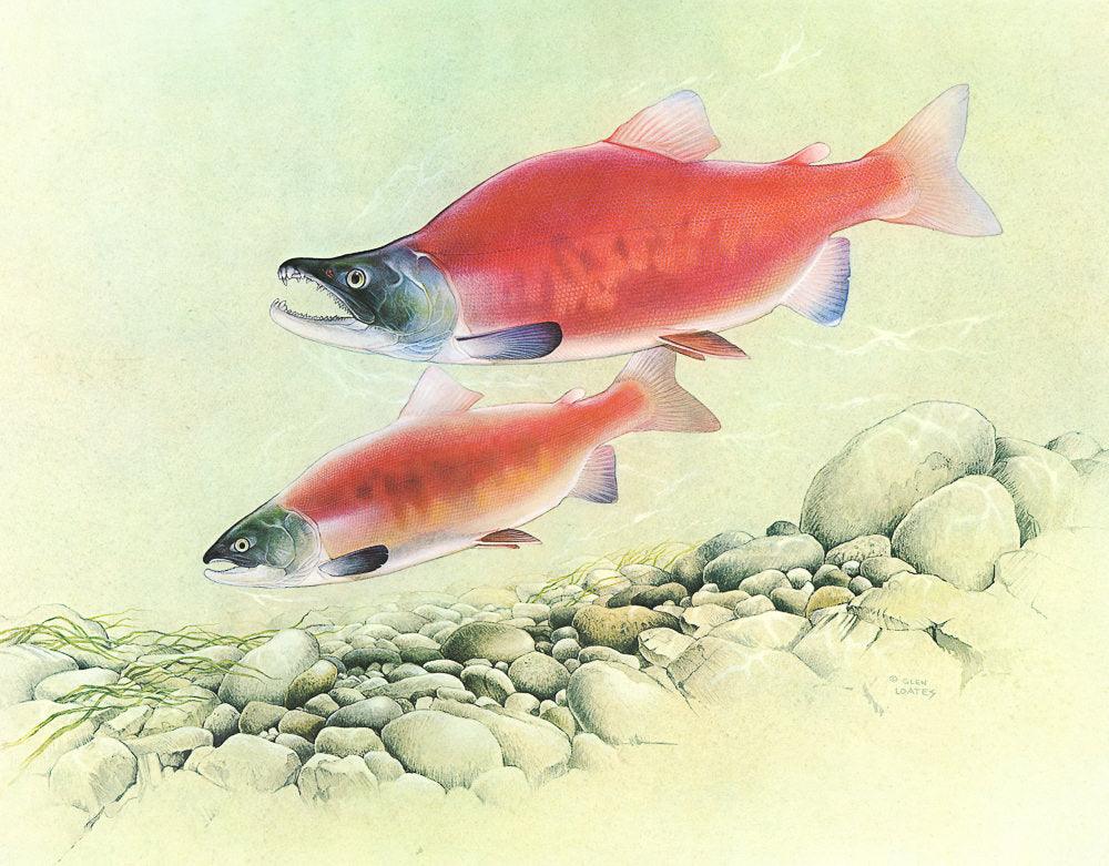 Kokanee Salmon - Canvas Print | Artwork by Glen Loates