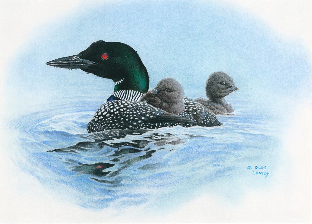 Loon in Calm Blue Waters - Canvas Print | Artwork by Glen Loates