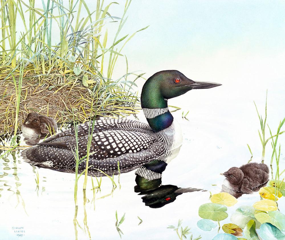 Loon with Young - Art Print | Artwork by Glen Loates