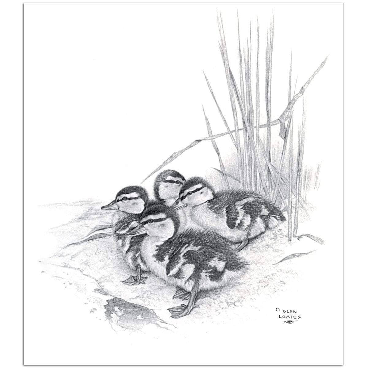 Mallard Ducklings - Art Print | Artwork by Glen Loates
