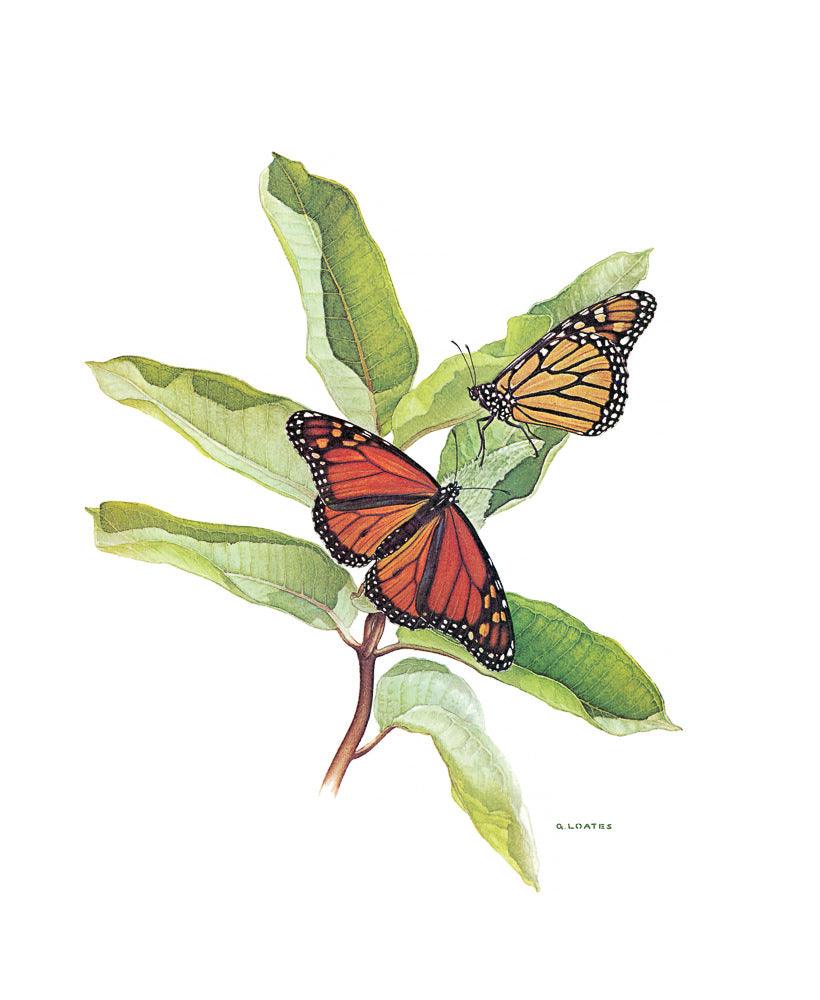 Monarch Butterflies - Art Print | Artwork by Glen Loates