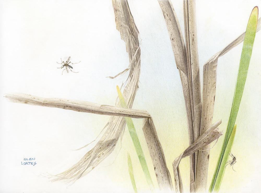 Mosquitoes - Art Print | Artwork by Glen Loates