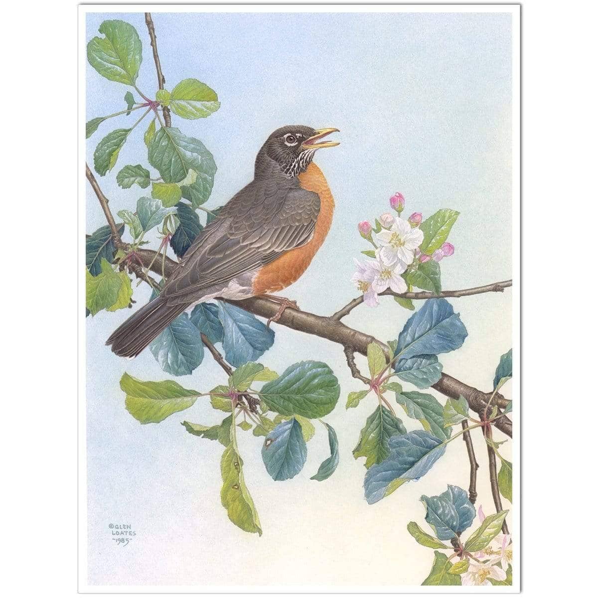 North American Robin with Apple Blossom - Art Print | Artwork by Glen Loates