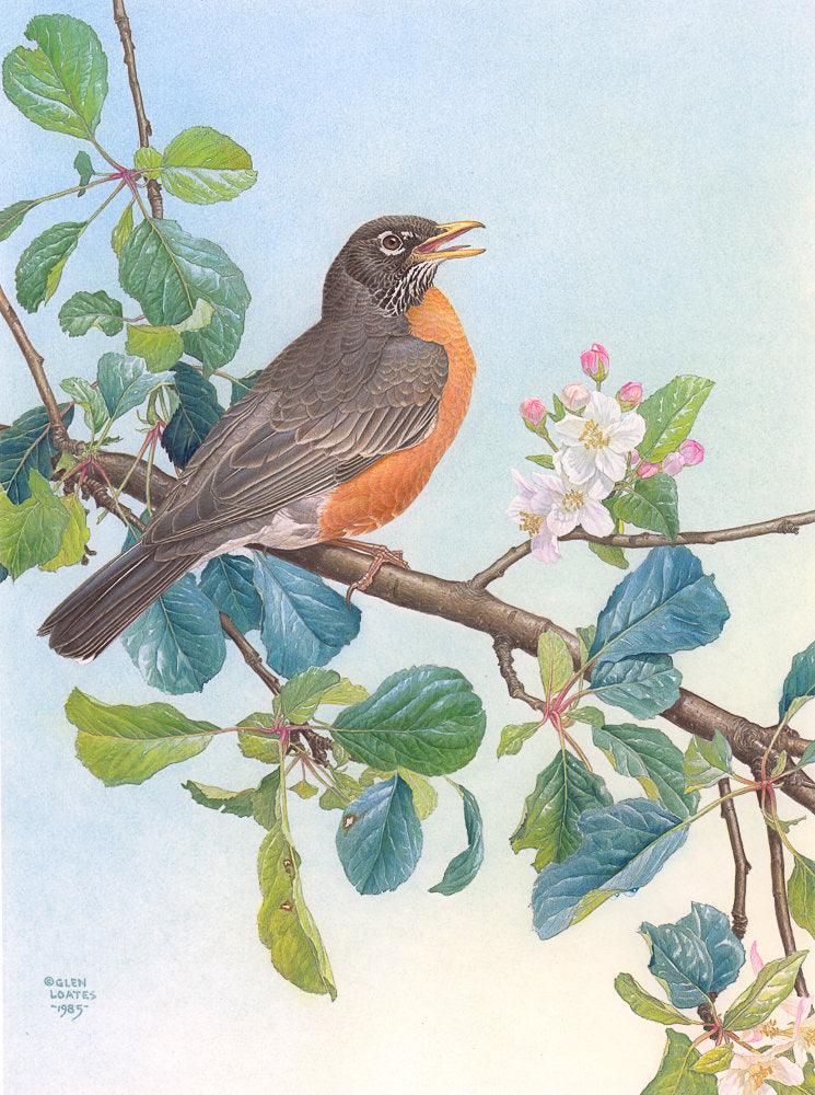 North American Robin with Apple Blossom - Canvas Print | Artwork by Glen Loates