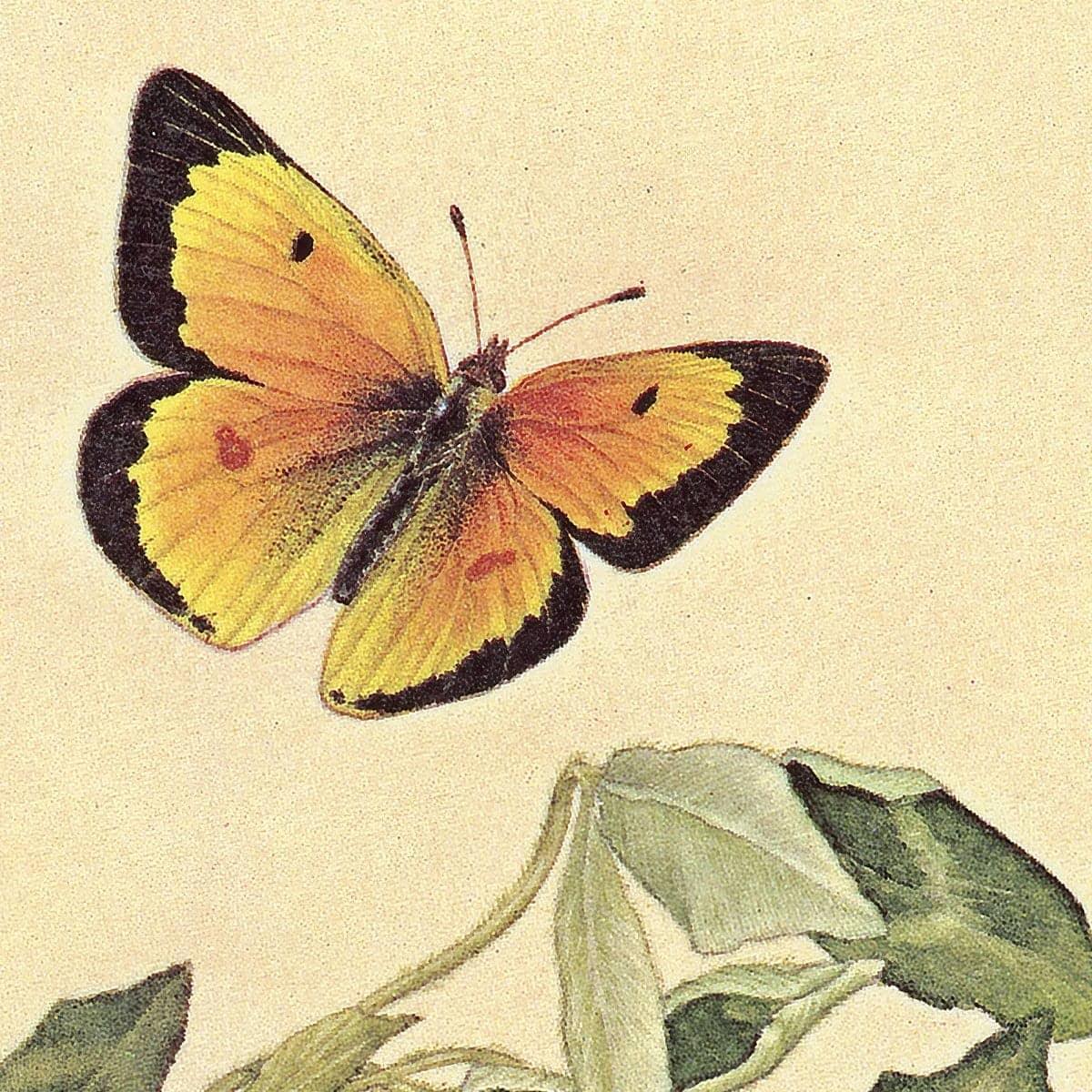 Orange Sulphur Butterfly - Art Print | Artwork by Glen Loates
