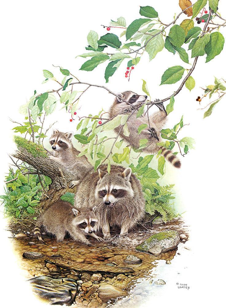 Raccoon Family - Art Print | Artwork by Glen Loates