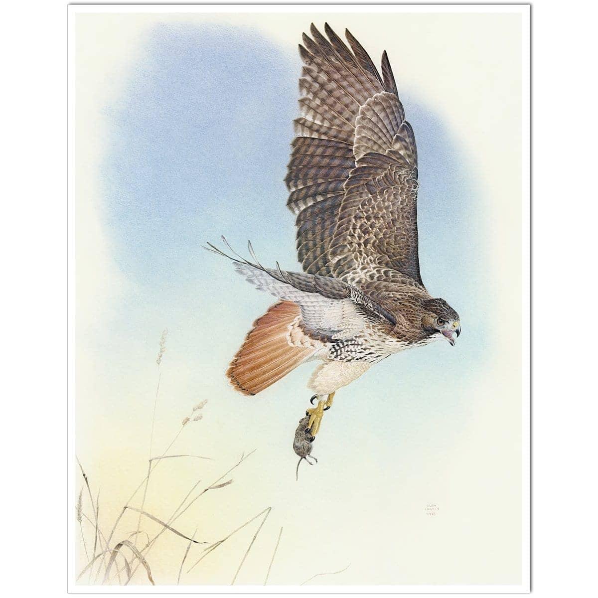 Red-tailed Hawk - Art Print | Artwork by Glen Loates