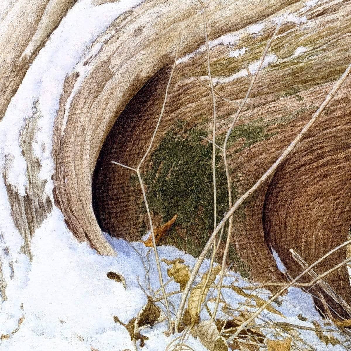 Red Fox and Cedar - Canvas Print | Artwork by Glen Loates