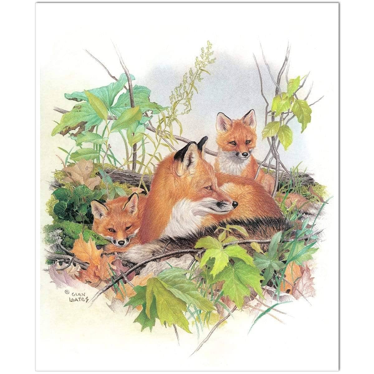 Red Fox and Kits - Art Print | Artwork by Glen Loates