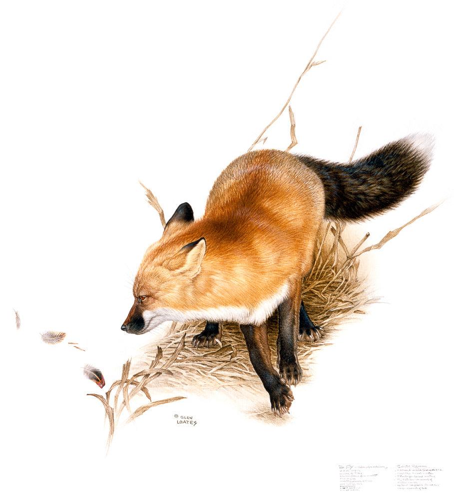 Red Fox - Canvas Print | Artwork by Glen Loates
