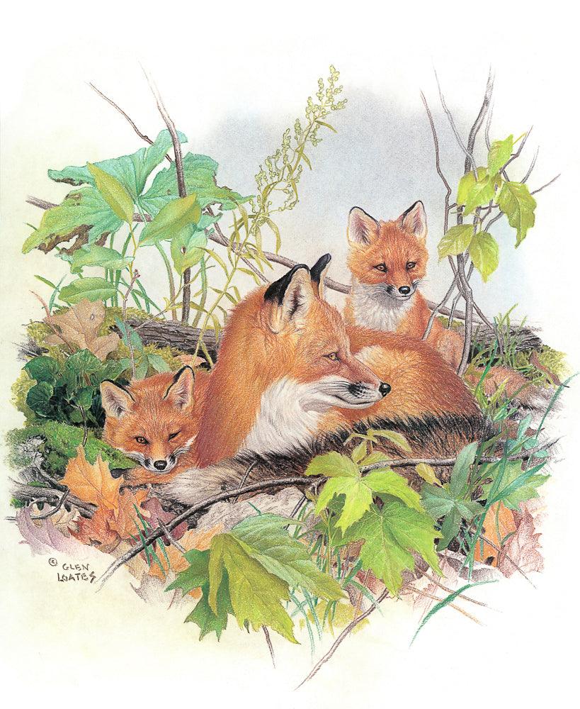 Red Fox and Kits - Canvas Print | Artwork by Glen Loates