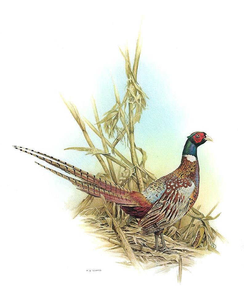 Ring Necked Pheasant - Framed Print | Artwork by Glen Loates