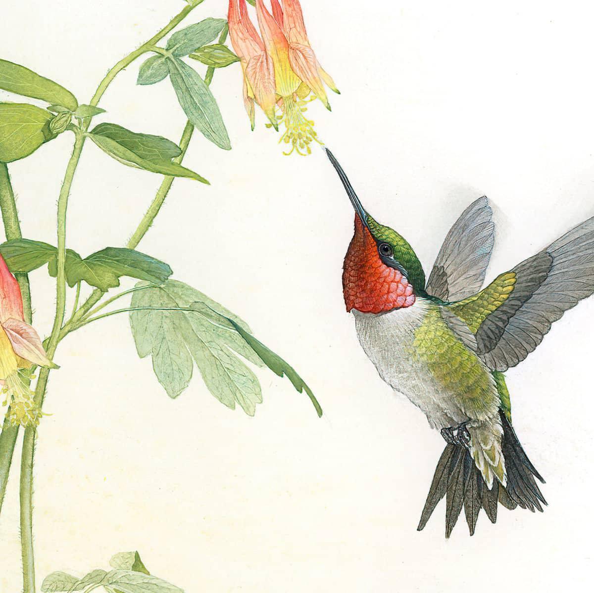 Ruby-throated Hummingbird with Red Columbine - Art Print | Artwork by Glen Loates
