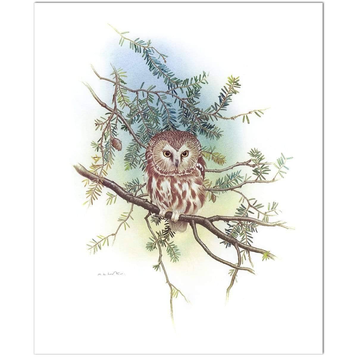 Saw-Whet Owl - Art Print | Artwork by Glen Loates