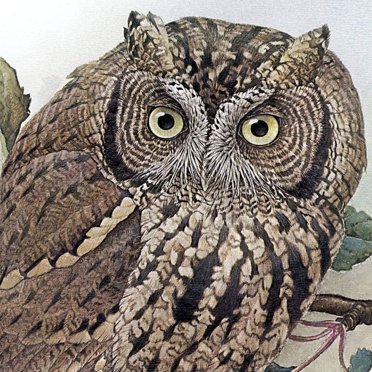 Screech Owl with Field Mouse - Canvas Print | Artwork by Glen Loates