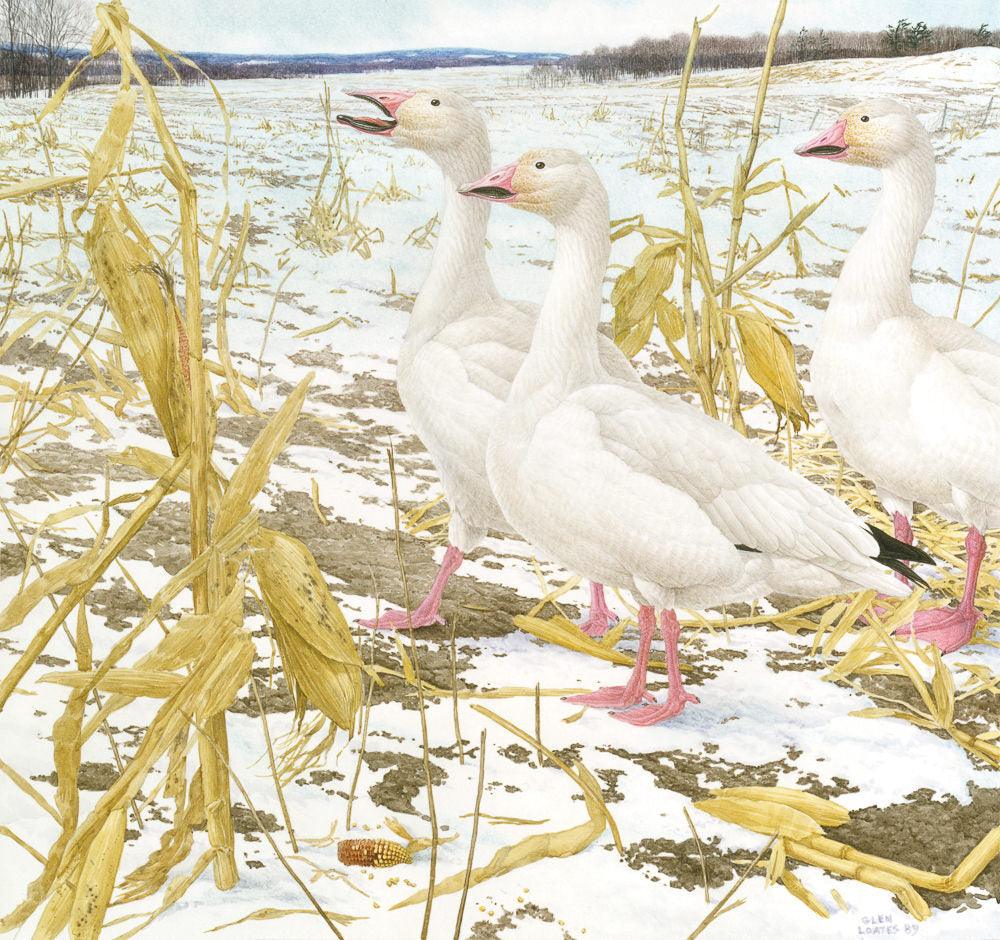 Snow Geese in Corn Field - Canvas Print | Artwork by Glen Loates