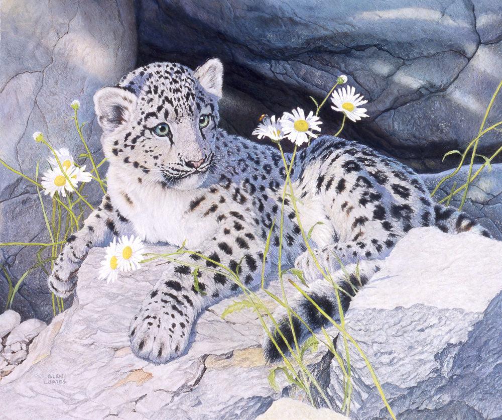 Snow Leopard Cub - Canvas Print | Artwork by Glen Loates