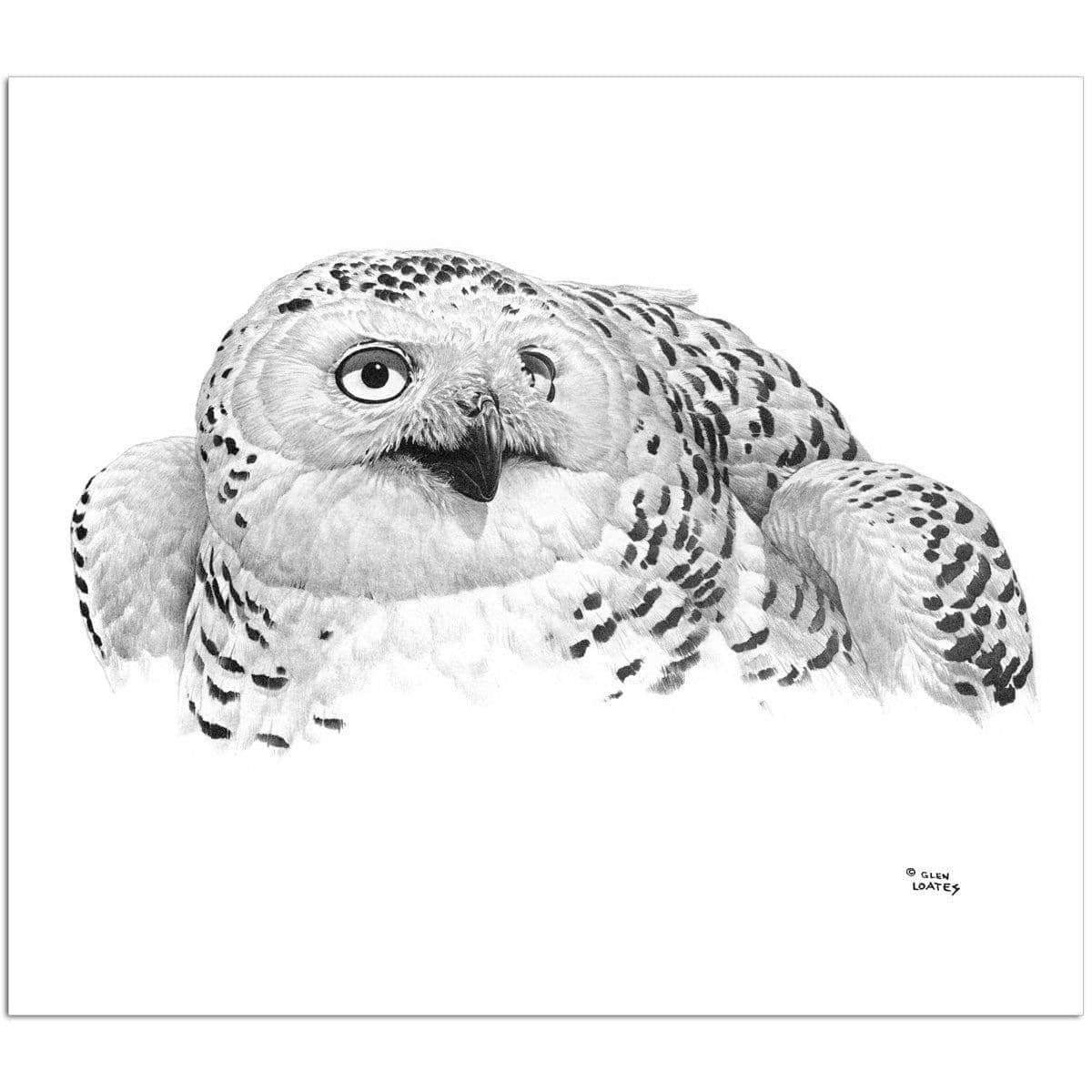 Snowy Owl Portrait - Art Print | Artwork by Glen Loates