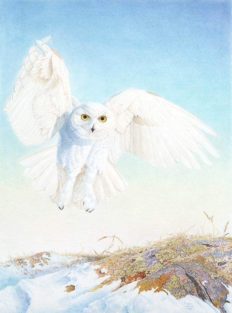 Snowy Owl - Art Print | Artwork by Glen Loates