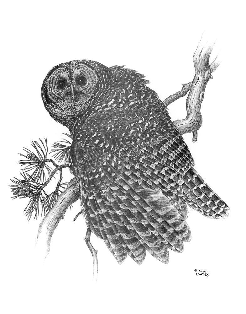 Spotted Owl - Art Print | Artwork by Glen Loates