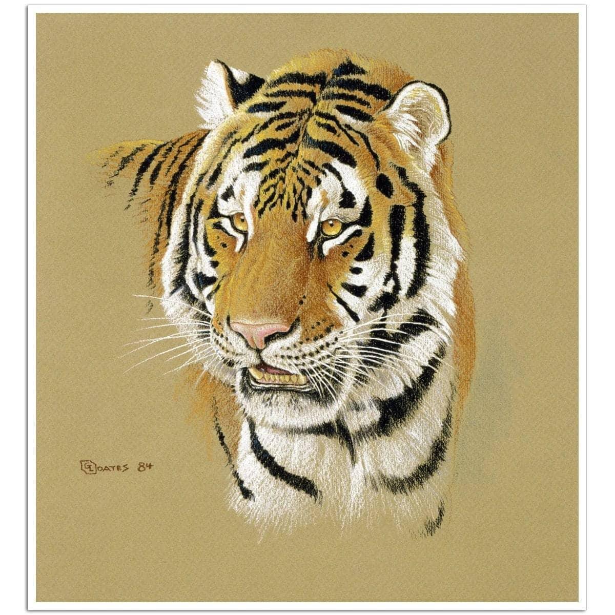 Tiger Portrait - Art Print | Artwork by Glen Loates