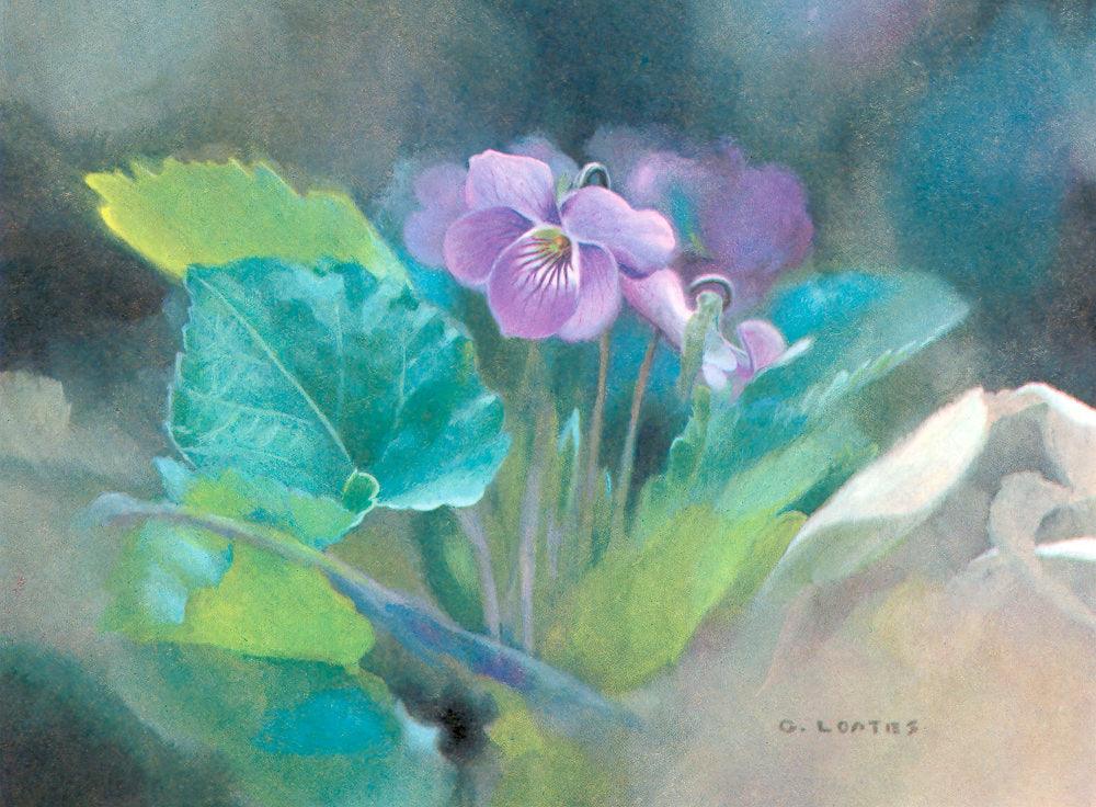 Violet - Framed Print | Artwork by Glen Loates