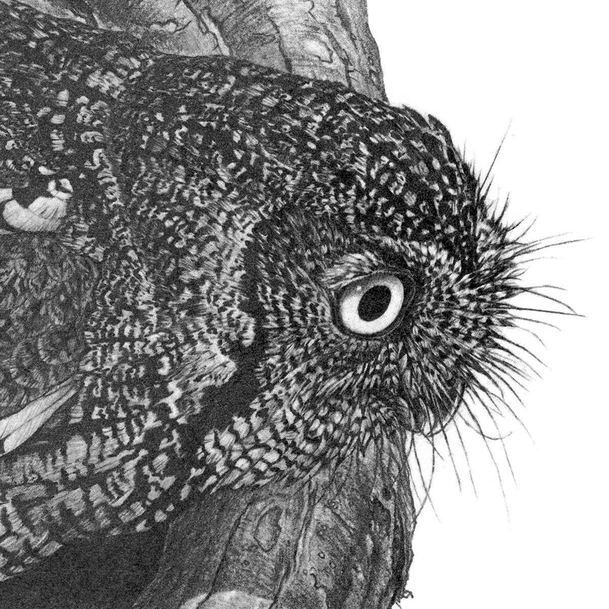 Whiskered Owl - Art Print | Artwork by Glen Loates