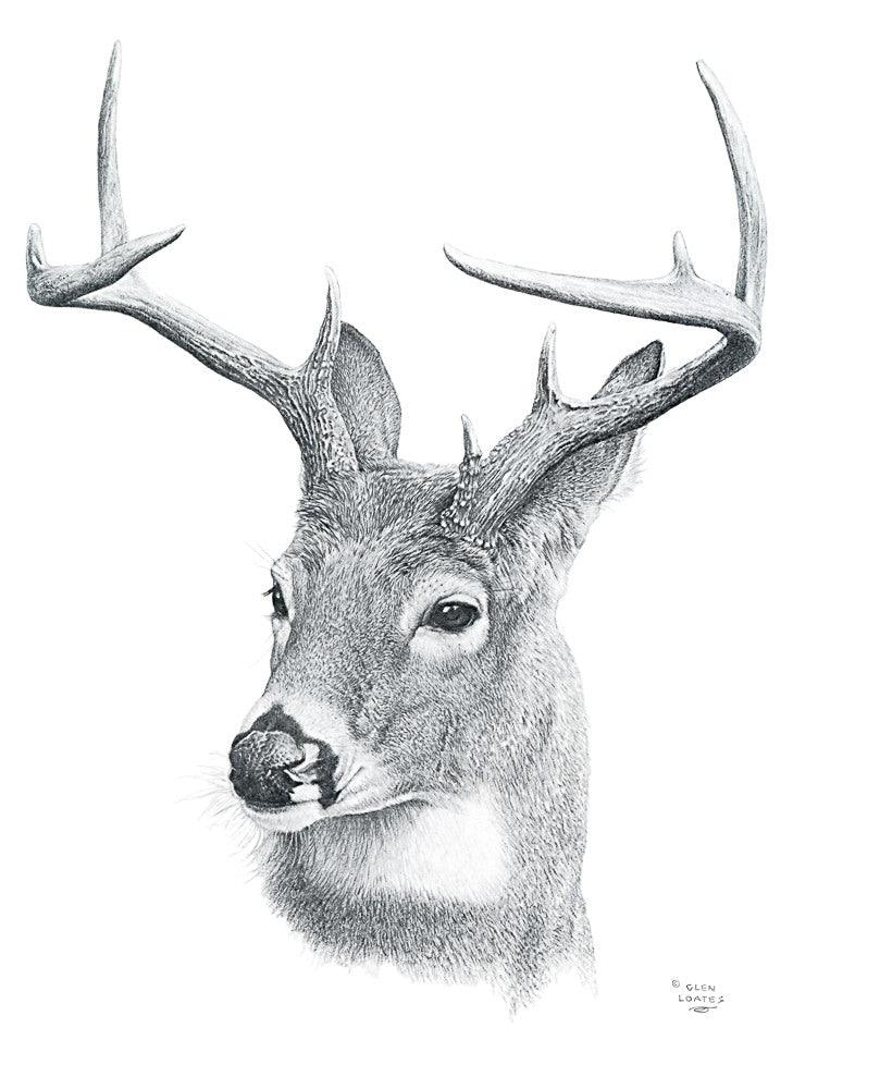 White-tailed Deer Portrait - Art Print | Artwork by Glen Loates