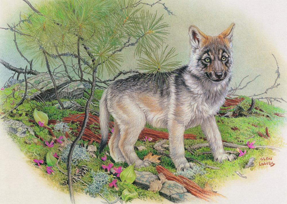 Wolf Pup - Canvas Print | Artwork by Glen Loates