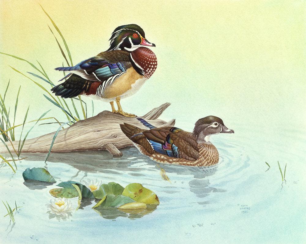 Wood Ducks - Art Print | Artwork by Glen Loates