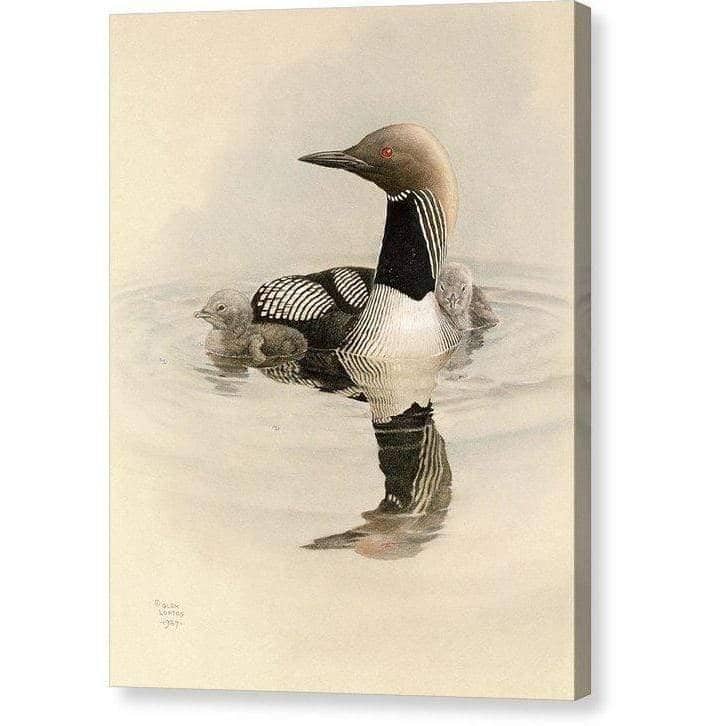 Arctic Loon With Young - Canvas Print | Artwork by Glen Loates