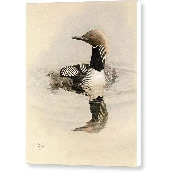 Arctic Loon With Young - Canvas Print | Artwork by Glen Loates