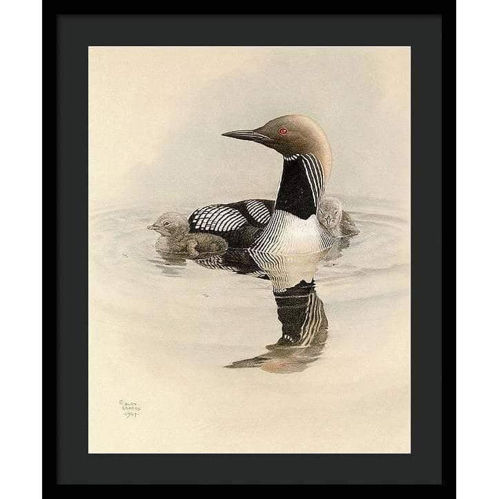 Arctic Loon With Young - Framed Print | Artwork by Glen Loates