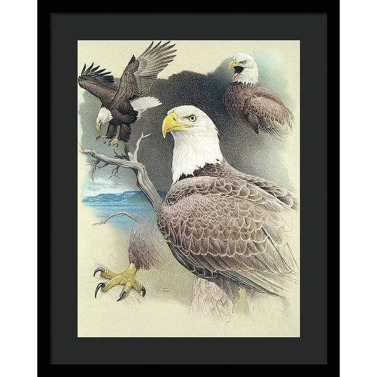 Bald Eagle Montage - Framed Print | Artwork by Glen Loates