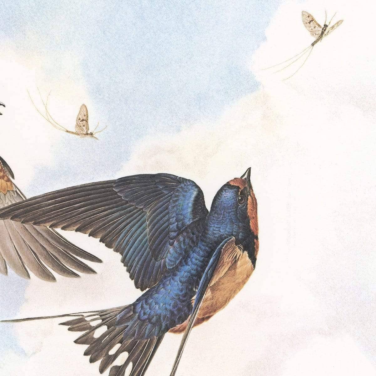 Barn Swallows - Art Print | Artwork by Glen Loates