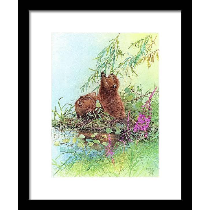 Beavers - Framed Print | Artwork by Glen Loates