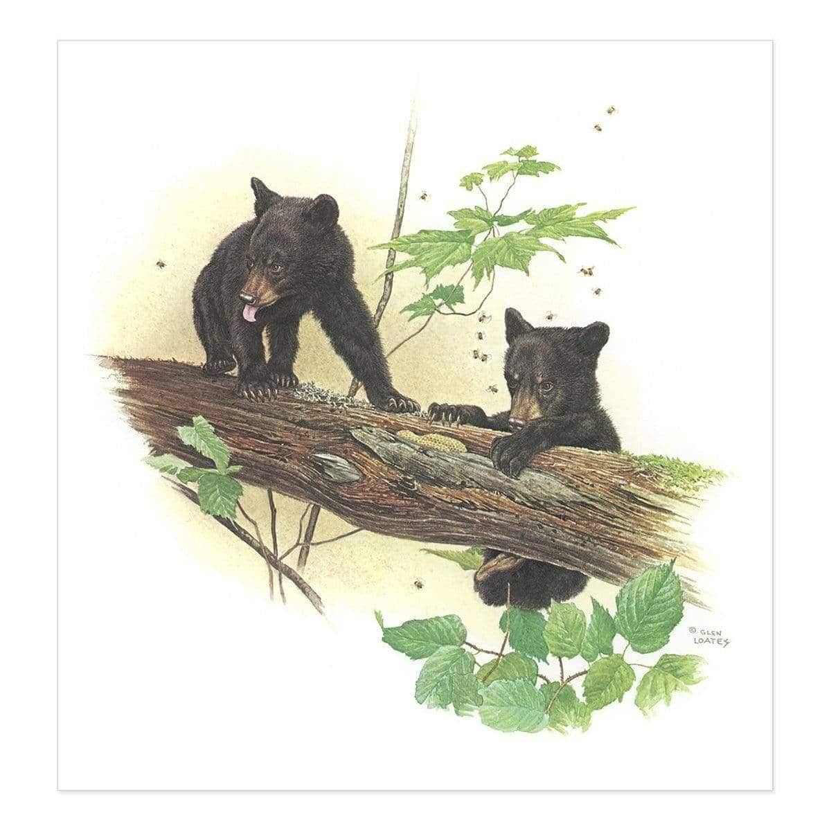 Black Bear Cubs - Art Print | Artwork by Glen Loates