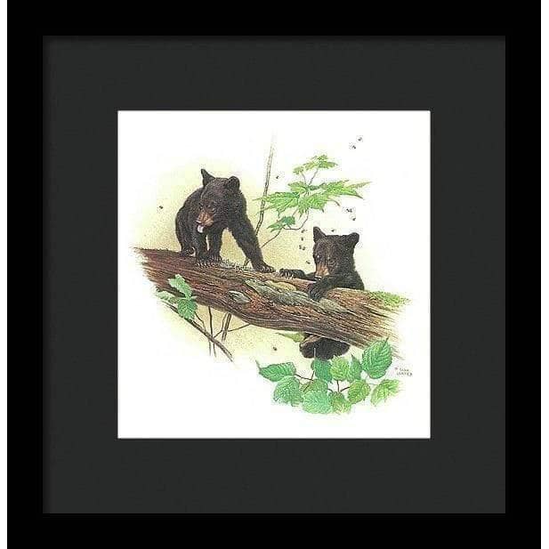 Black Bear Cubs - Framed Print | Artwork by Glen Loates