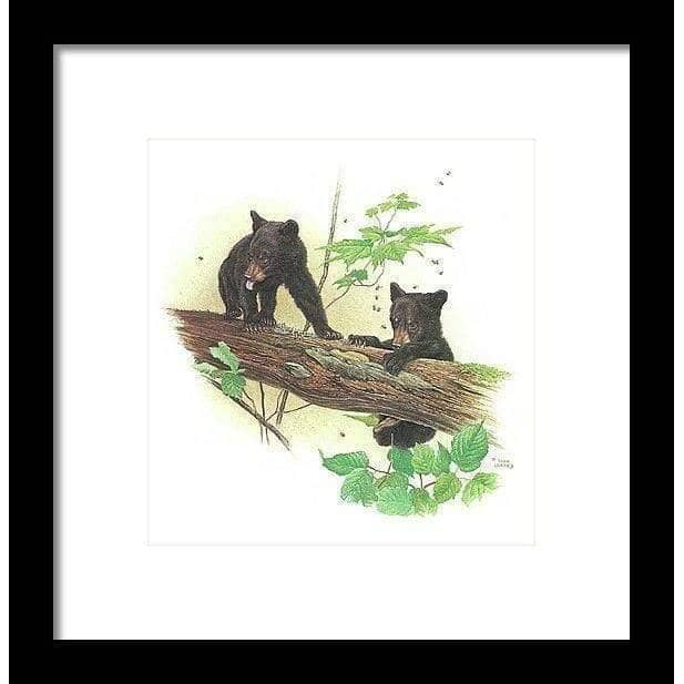 Black Bear Cubs - Framed Print | Artwork by Glen Loates
